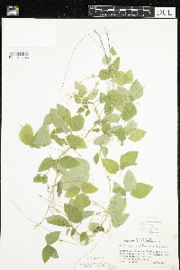 Amphicarpaea bracteata image