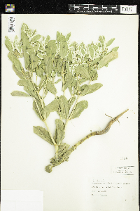 Euphorbia marginata image