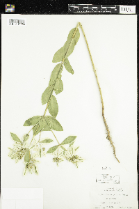 Euphorbia marginata image