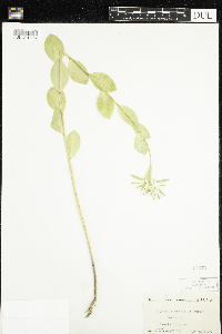 Euphorbia marginata image