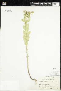 Euphorbia marginata image