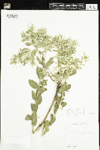 Euphorbia marginata image