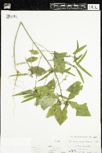 Euphorbia heterophylla image