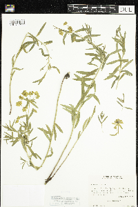 Salsola tragus image