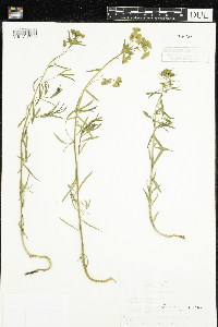 Euphorbia virgata image