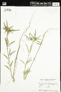 Euphorbia dentata image