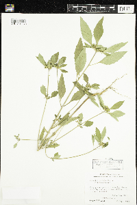 Euphorbia dentata image