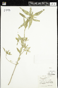 Euphorbia dentata image
