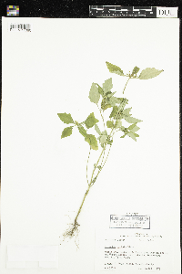 Euphorbia dentata image