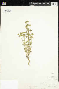 Euphorbia commutata image