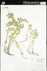 Euphorbia commutata image