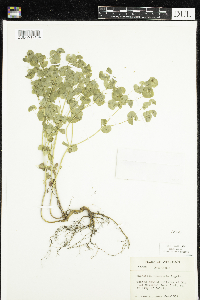 Euphorbia commutata image