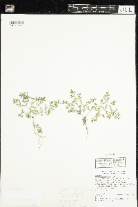 Euphorbia geyeri image