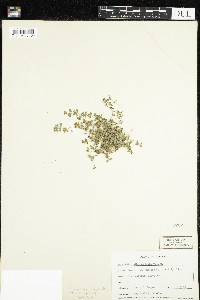 Euphorbia albomarginata image