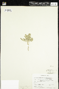Euphorbia albomarginata image