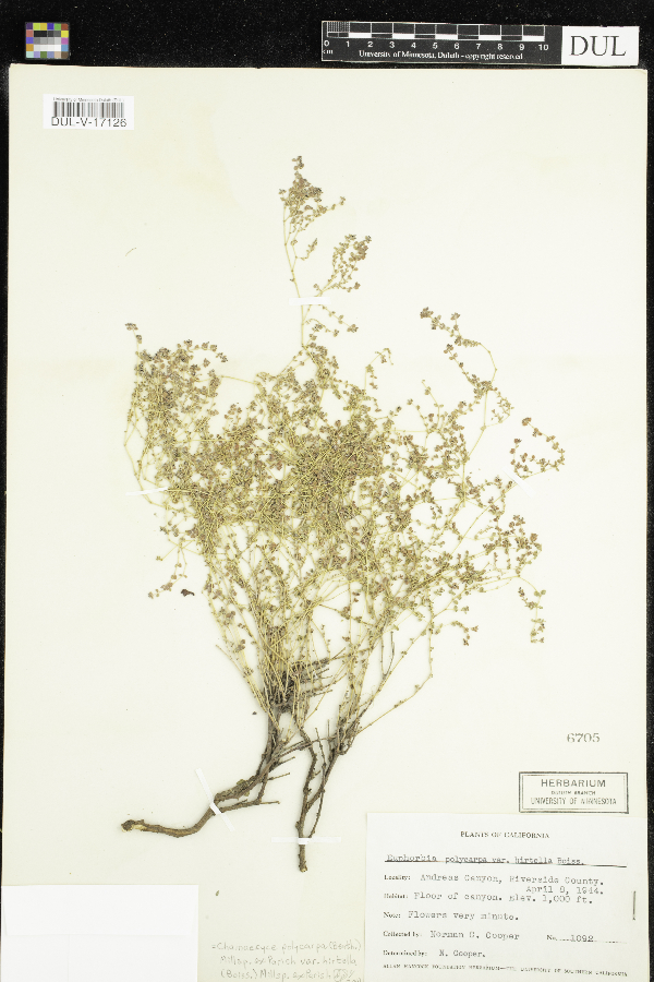 Euphorbia polycarpa var. hirtella image