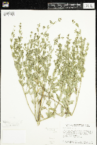 Euphorbia nutans image