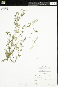 Euphorbia nutans image