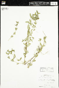 Thumbnail image of current specimen