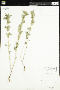 Euphorbia nutans image