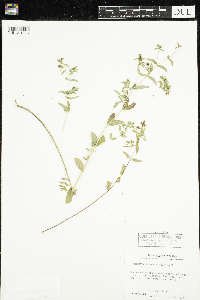 Thumbnail image of current specimen