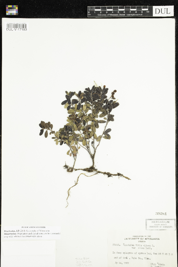 Vaccinium vitis-idaea image