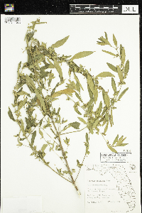 Acalypha gracilens image