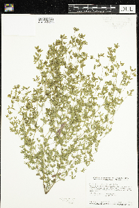 Euphorbia geyeri image