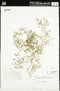 Euphorbia geyeri image