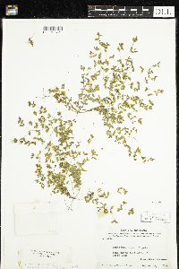 Euphorbia geyeri image