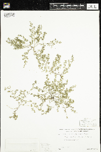 Euphorbia glyptosperma image