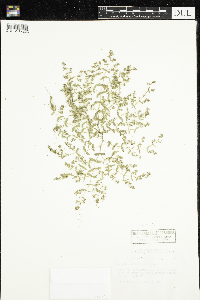 Euphorbia glyptosperma image