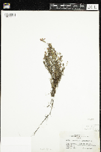 Vaccinium oxycoccos image