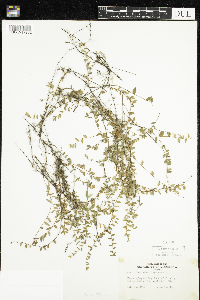 Vaccinium oxycoccos image