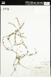 Vaccinium oxycoccos image