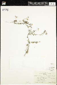 Vaccinium oxycoccos image