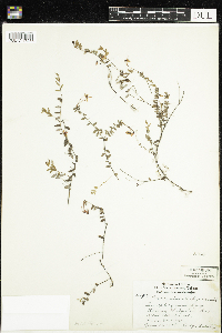 Vaccinium oxycoccos image