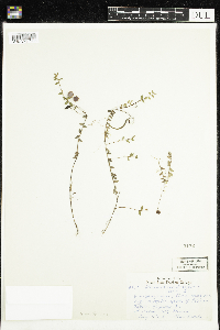 Vaccinium oxycoccos image