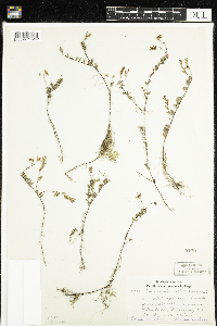 Vaccinium oxycoccos image