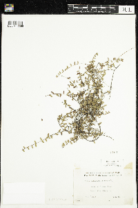 Vaccinium oxycoccos image