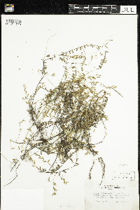 Vaccinium oxycoccos image