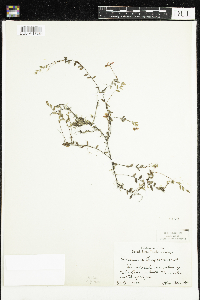 Vaccinium oxycoccos image