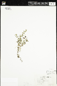 Vaccinium oxycoccos image