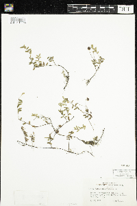 Vaccinium oxycoccos image