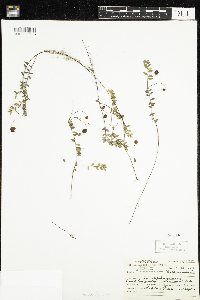 Vaccinium oxycoccos image