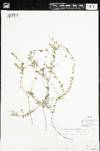 Vaccinium oxycoccos image