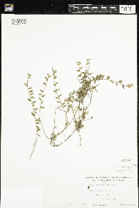 Vaccinium oxycoccos image