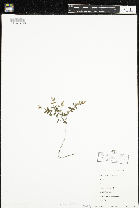 Vaccinium oxycoccos image
