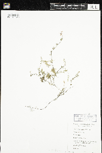 Vaccinium oxycoccos image