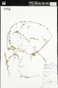 Vaccinium oxycoccos image